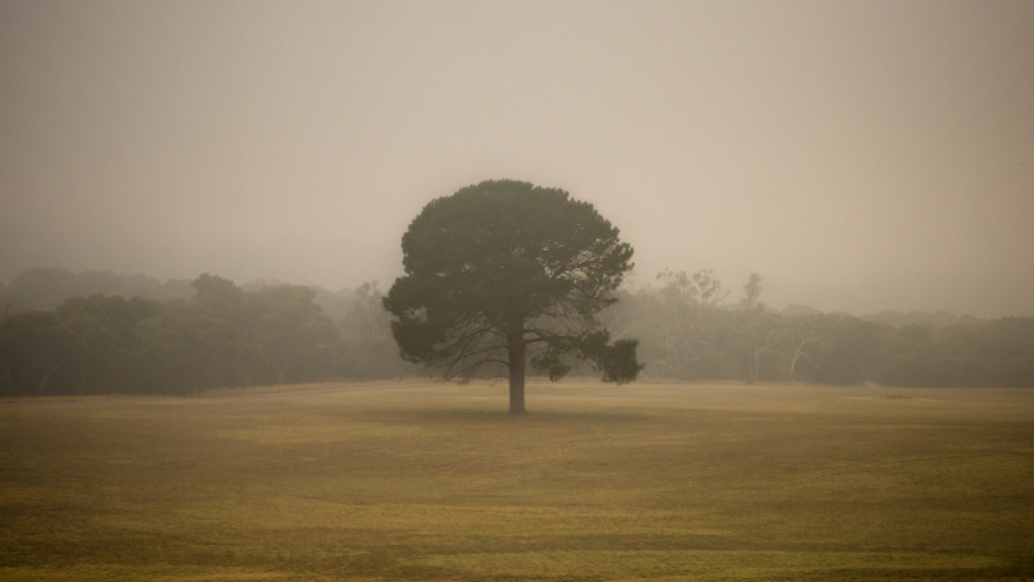 I used a composition that isolated the tree to enhance the feeling of it being alone